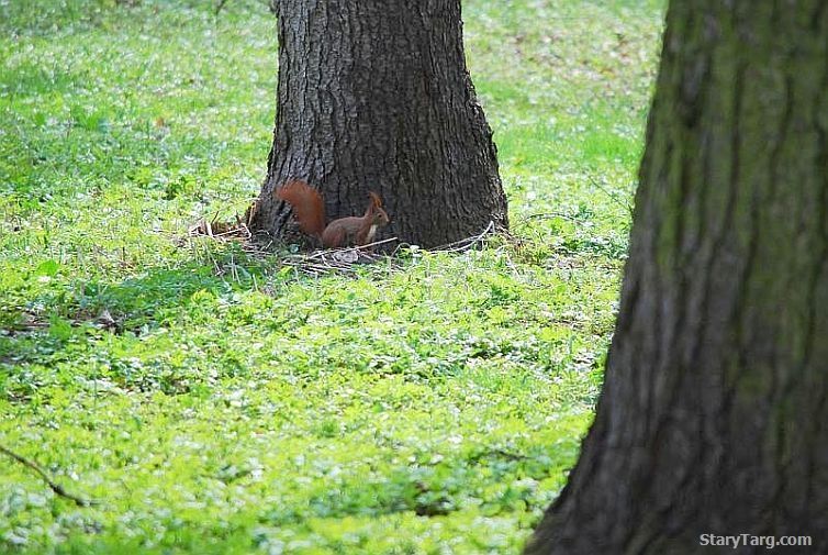 Park w Waplewie Wielkim